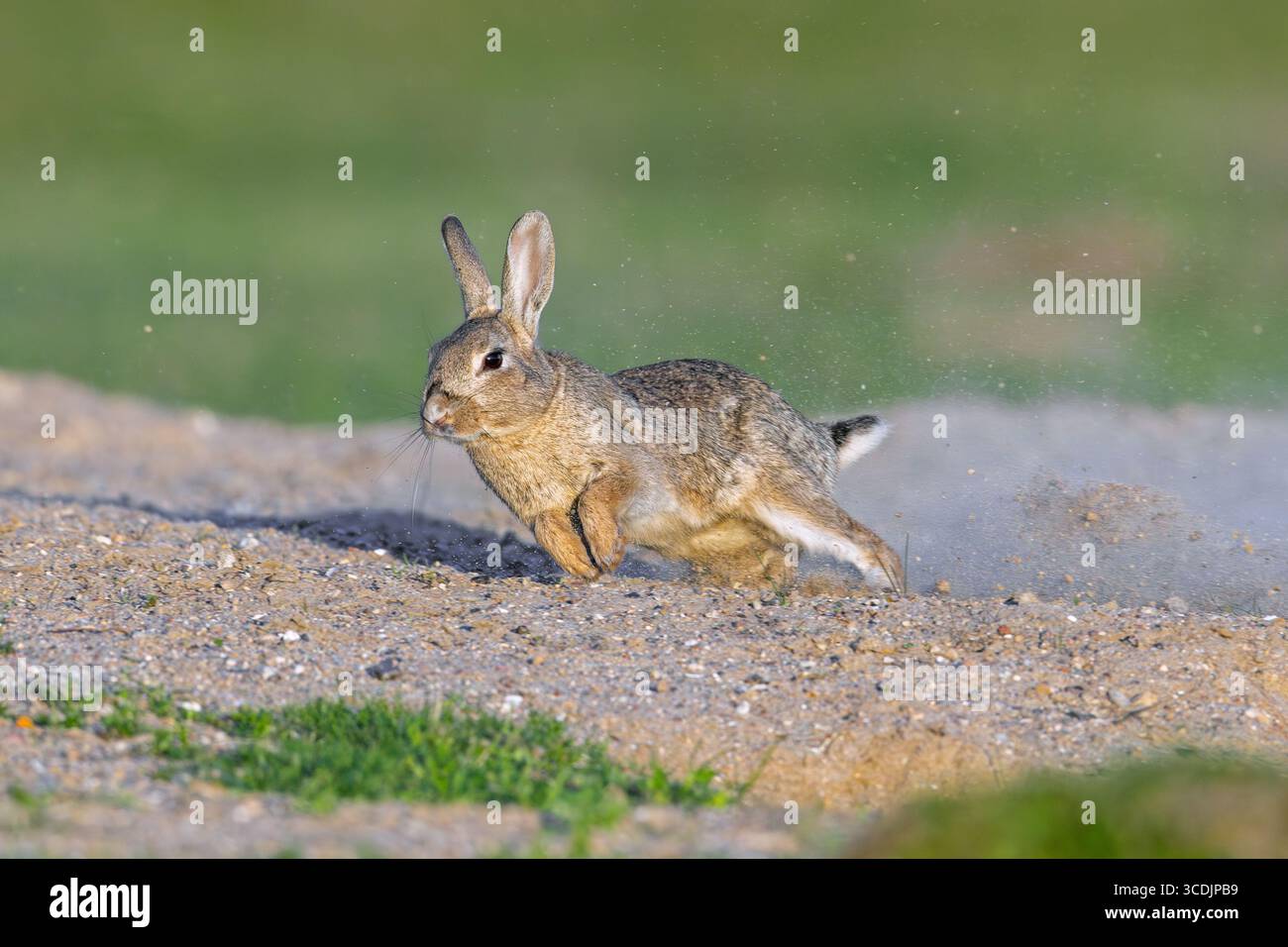 Europäisches Kaninchen / gewöhnliches Kaninchen (Oryctolagus cuniculus) auf der Flucht in den Dünen im Frühjahr Stockfoto