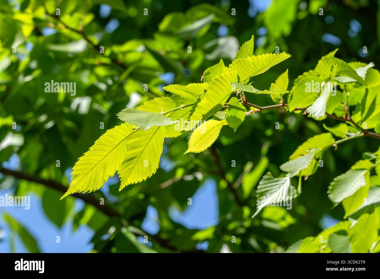 Nahaufnahme Verlässt Ulmus Laevis Tree Stockfoto