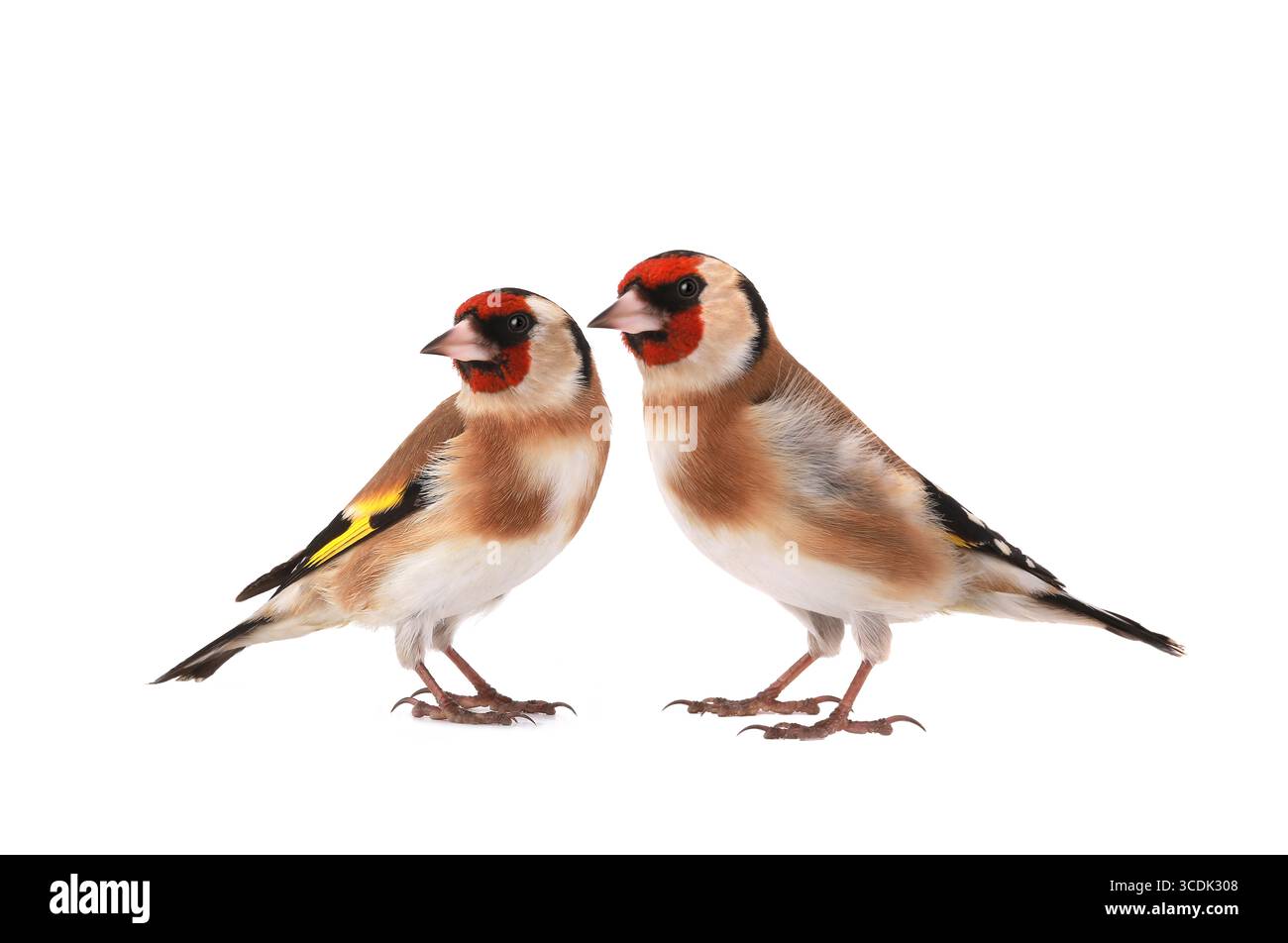 Zwei Goldfinken isoliert auf weißem Hintergrund Stockfoto