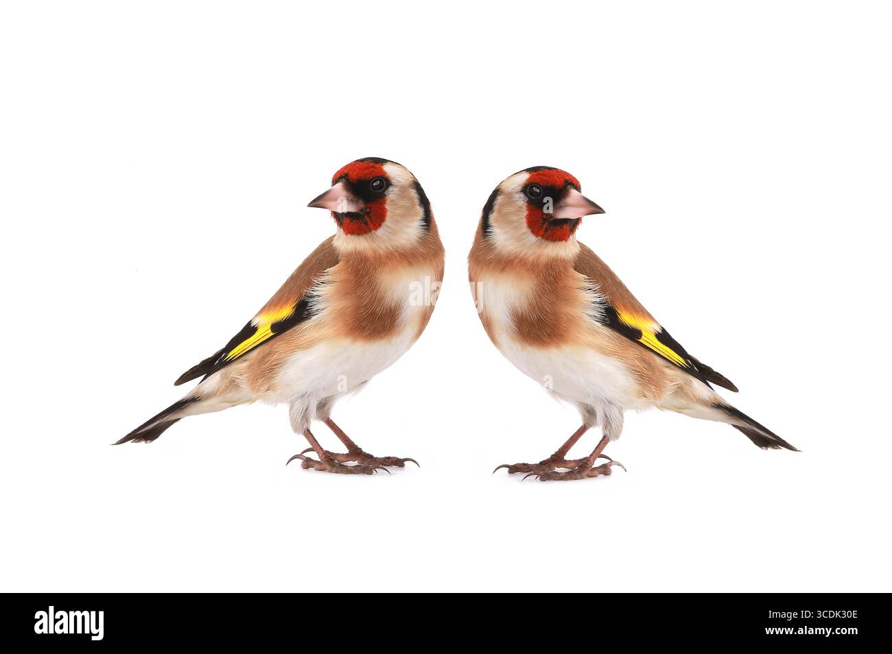 Zwei Goldfinken isoliert auf weißem Hintergrund Stockfoto