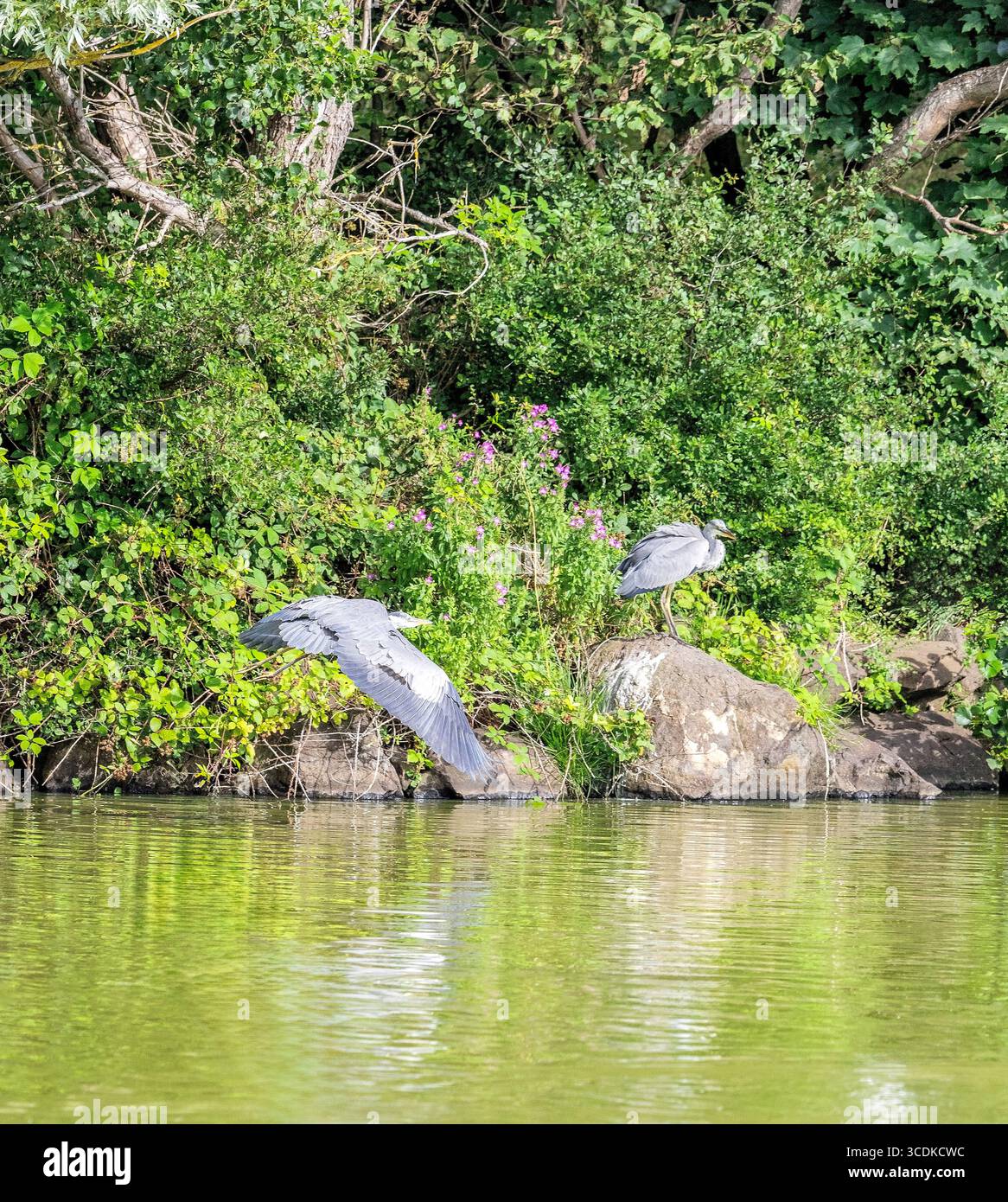 Ardea cinerea fliegt, während eine andere von der Seite des Loch aus am St Margaret's Loch in Edinburgh, Schottland, Großbritannien, beobachtet Stockfoto