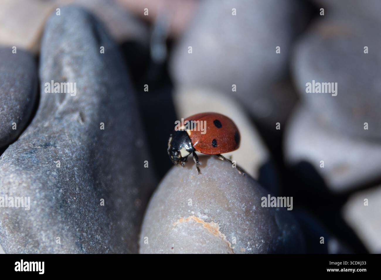Entdecken Sie eine ruhige Oase, während ein Marienkäfer inmitten von runden Steinen Zufluchtsort findet, die durch eine Makrolinse in faszinierende Details erfasst werden und einen Einblick in die Welt bieten Stockfoto