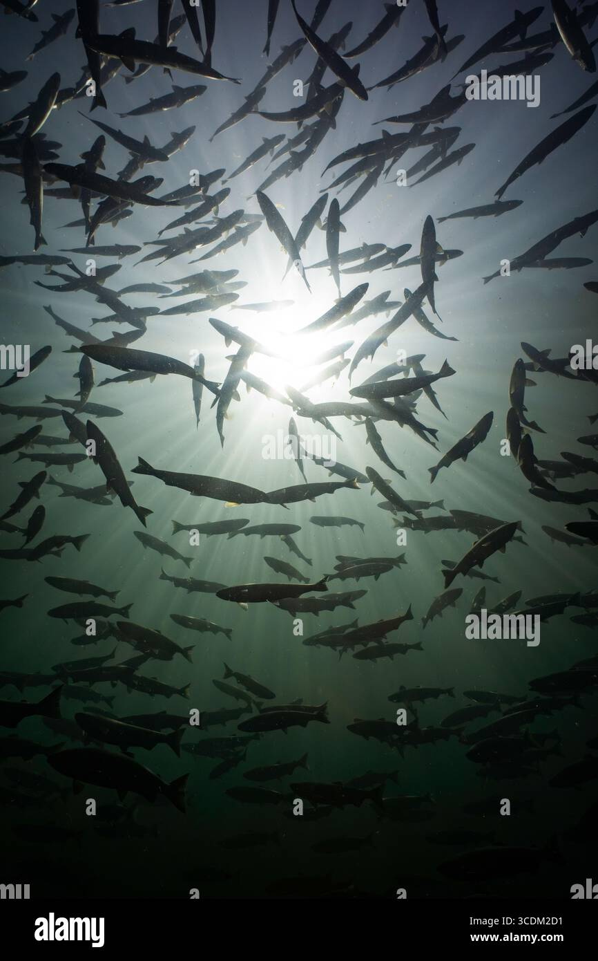 Pazifischer Lachs in einem Fluss in South British Columbia in Kanada. Stockfoto