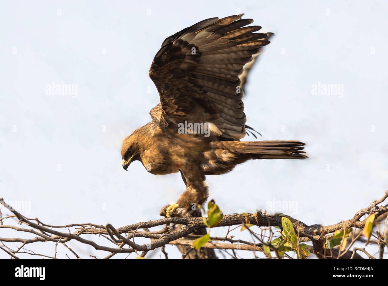 Braunadler mit ausgebreiteten Flügeln auf einem Zweig Kruger NP Südafrika Stockfoto