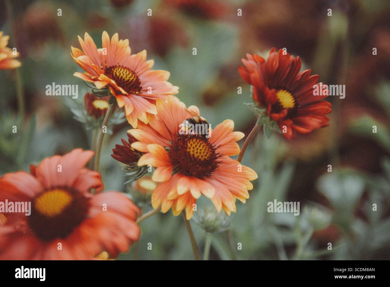Primo Piano di fiori rossi e arancioni in un prato estivo, macrofotografia naturalistica con sfondo verde sfocato e colori vividi. Stockfoto