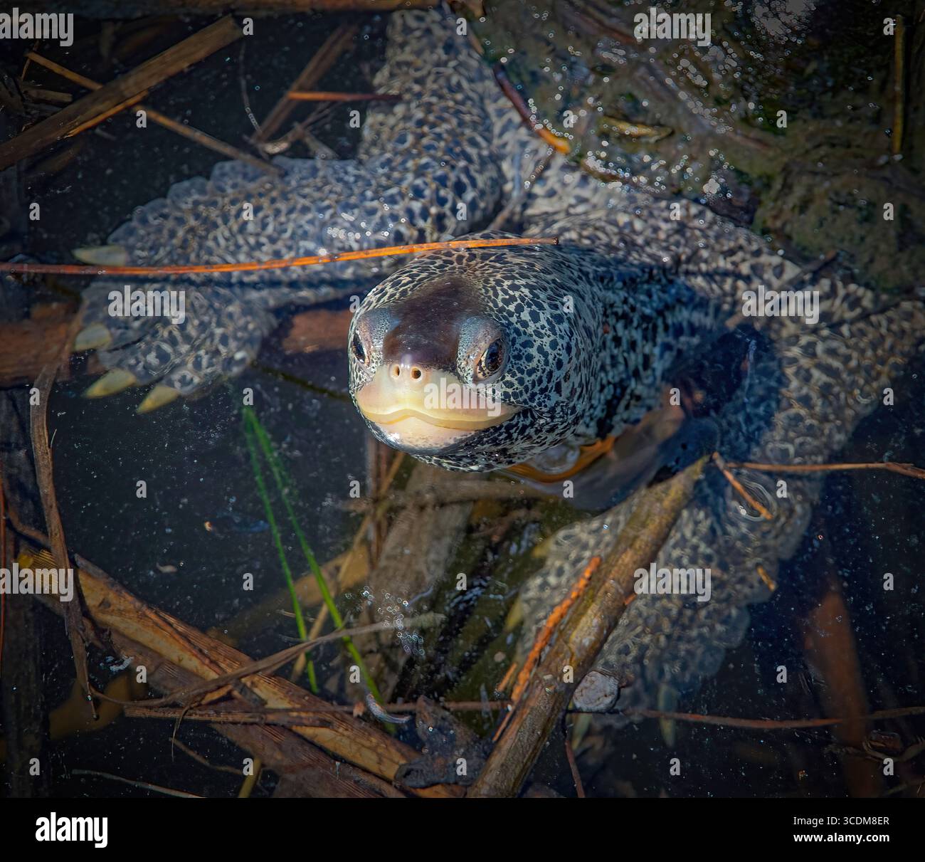 Diamondback-Terrapin im Mattapoisett River, Massachusetts Stockfoto