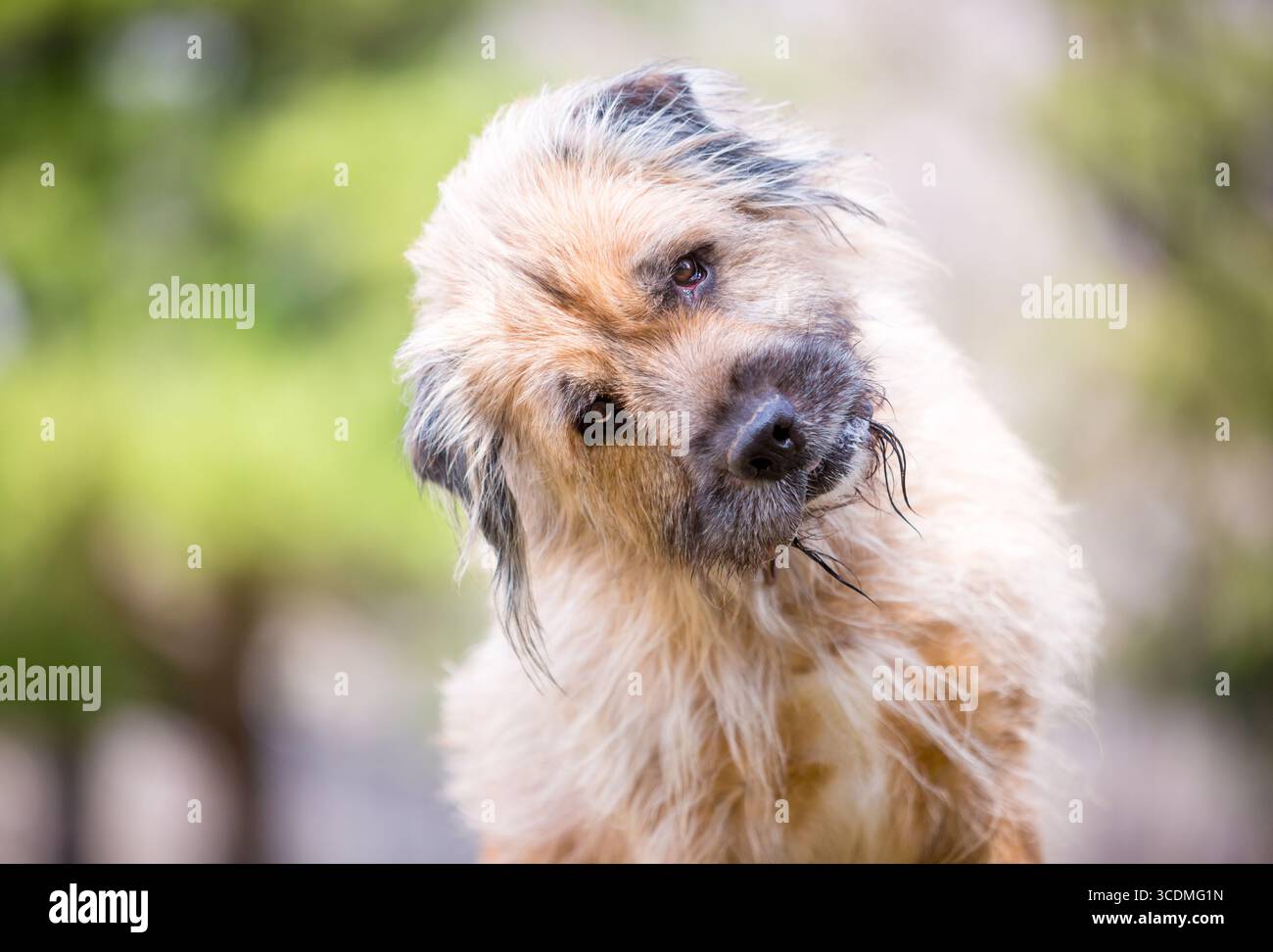 Ein Otterhound-Mischhund, der in die Kamera schaut, mit einer starken Kopfneigung Stockfoto