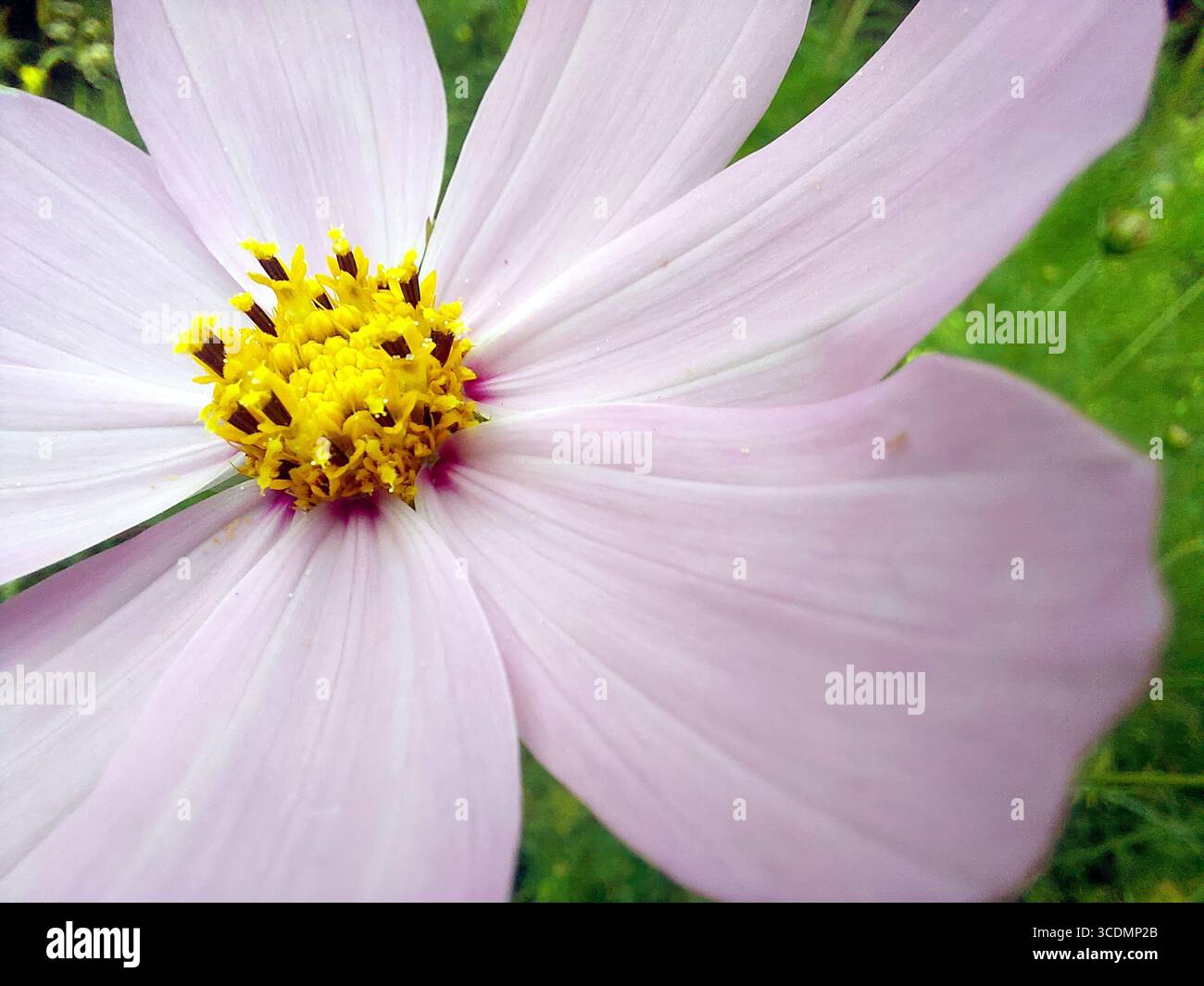 Eine leuchtende rosa Kosmos-Blume blüht in voller Blüte und zeigt ihr verziertes gelbes Zentrum. Die Blume steht anmutig in einem üppig grünen Garten und strahlt aus Stockfoto