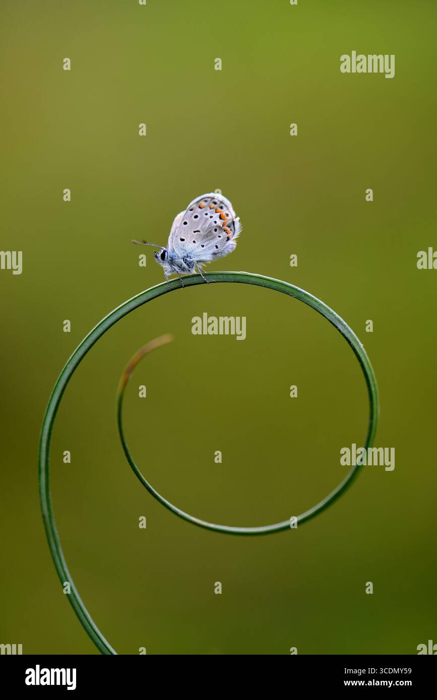 Ästhetischer Schmetterling auf ästhetischem Ast Stockfoto