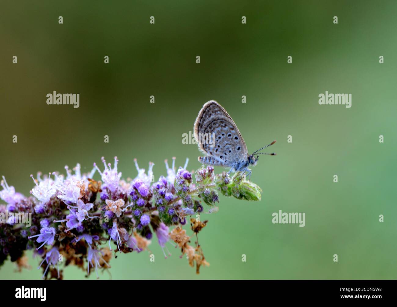 Eleganter Schmetterling auf wilder violetter Blume Stockfoto