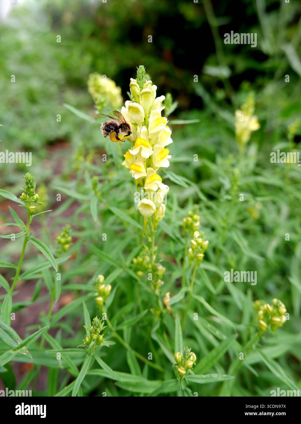 Gelbe snapdragon-Blüten Stockfoto
