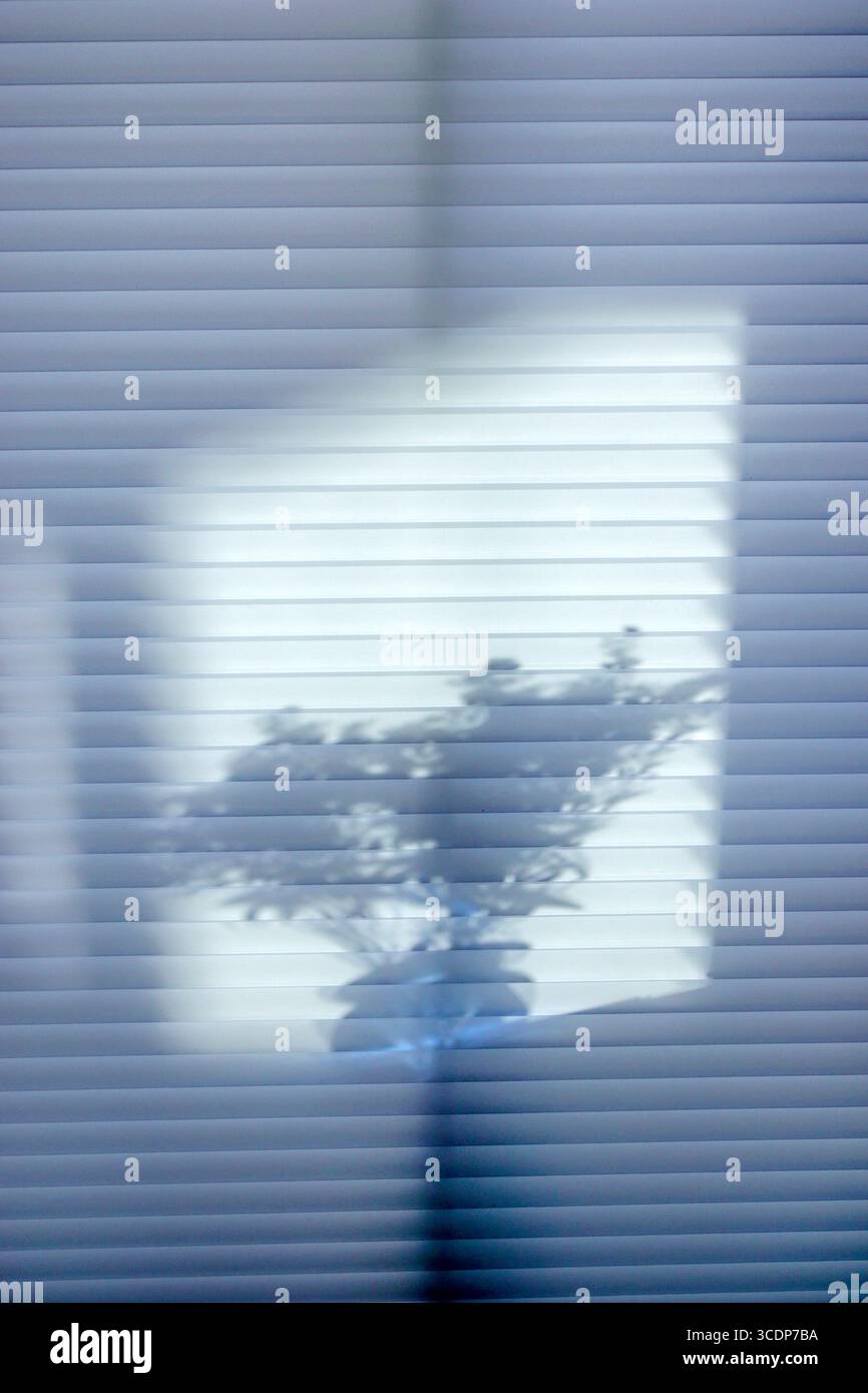 Miami Beach Florida, Fensterläden innen, Lichtschattenmuster, Vase Blume Pflanze Silhouette, Inneneinrichtung, minimalistische Wohnszene, Sonnenlicht Kastin Stockfoto