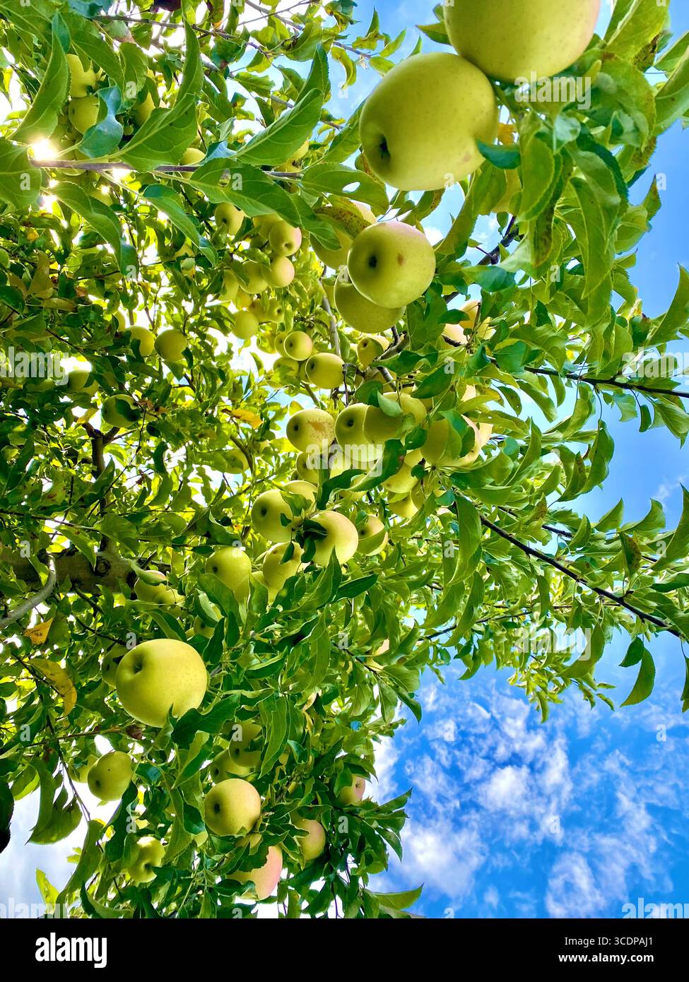 Unter dem Apfelbaum zum Herbstapfen. - Smartphone-aufgenommenes Stockfoto