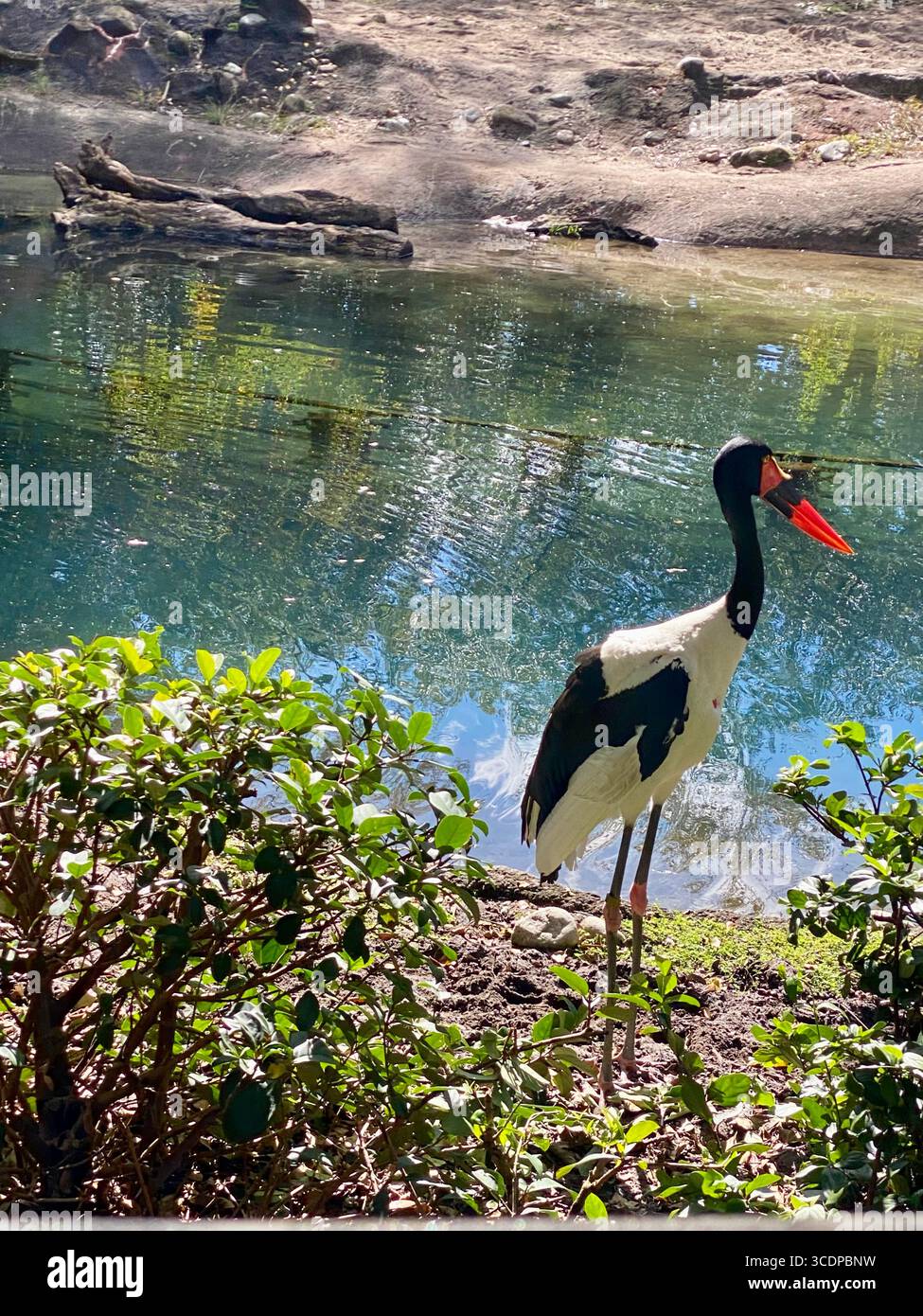 Ein Storch mit Sattelschnabel und seinem leuchtend roten Schein im Disney World's Animal Kingdom Park. - Smartphone-aufgenommenes Stockfoto