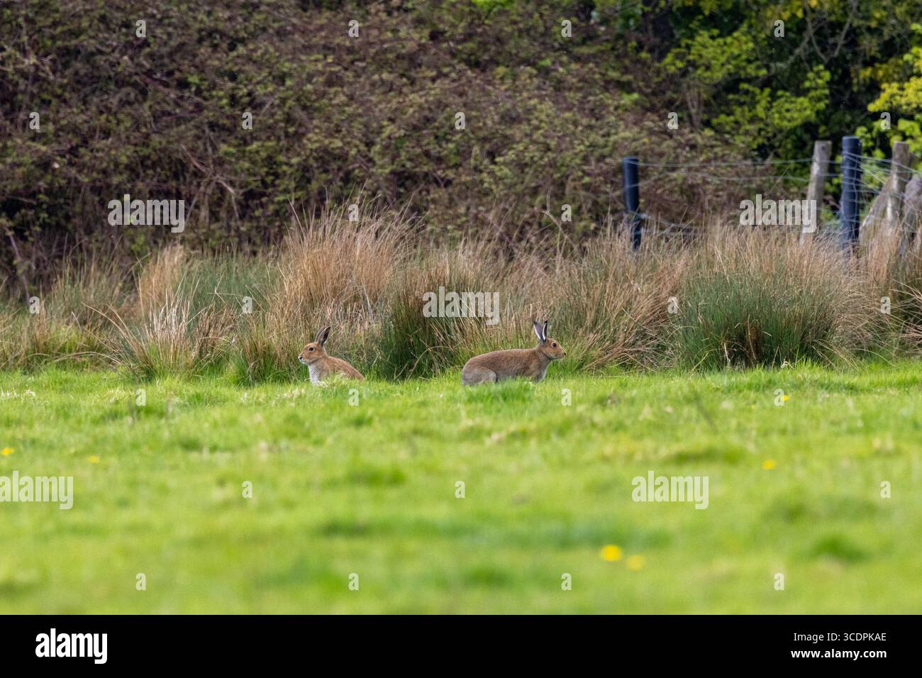 Großes, schnell laufendes Säugetier mit langen Ohren und kräftigen Hinterbeinen. Ernährt sich von Gräsern und Kräutern. Foto in Dublin, Irland. Stockfoto