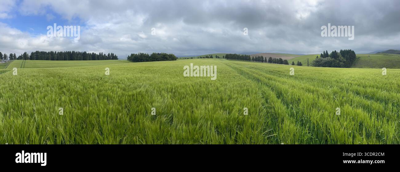 Sommergerstenfeld unter einem stürmischen, feuchten Himmel. Stockfoto