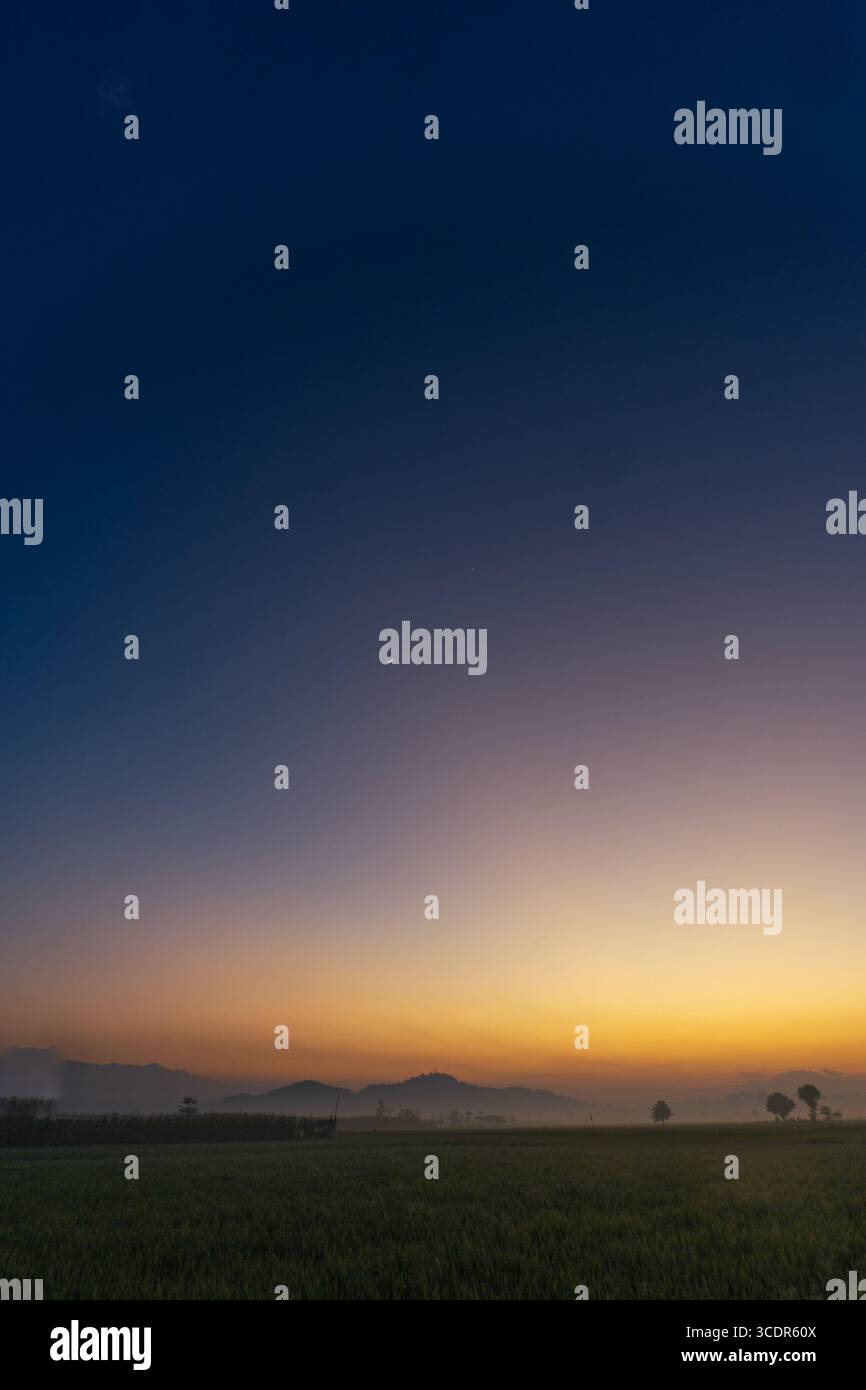 Blaue Stunde vor dem Sonnenaufgang am Morgen über dem Reisfeld Stockfoto