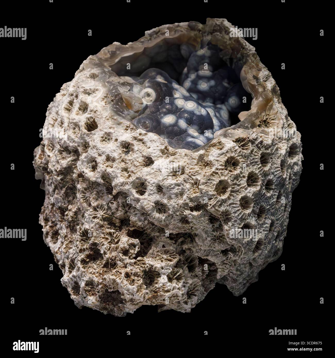 Chalcedony pseudomorph nach Coral (SiO₂), Ballast Point Coral Reef, Tampa Bay, Hillsborough County, Florida, USA Stockfoto