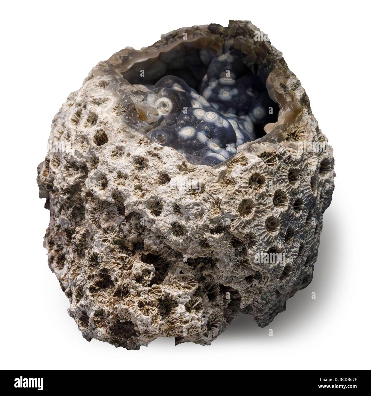 Chalcedony pseudomorph nach Coral (SiO₂), Ballast Point Coral Reef, Tampa Bay, Hillsborough County, Florida, USA Stockfoto