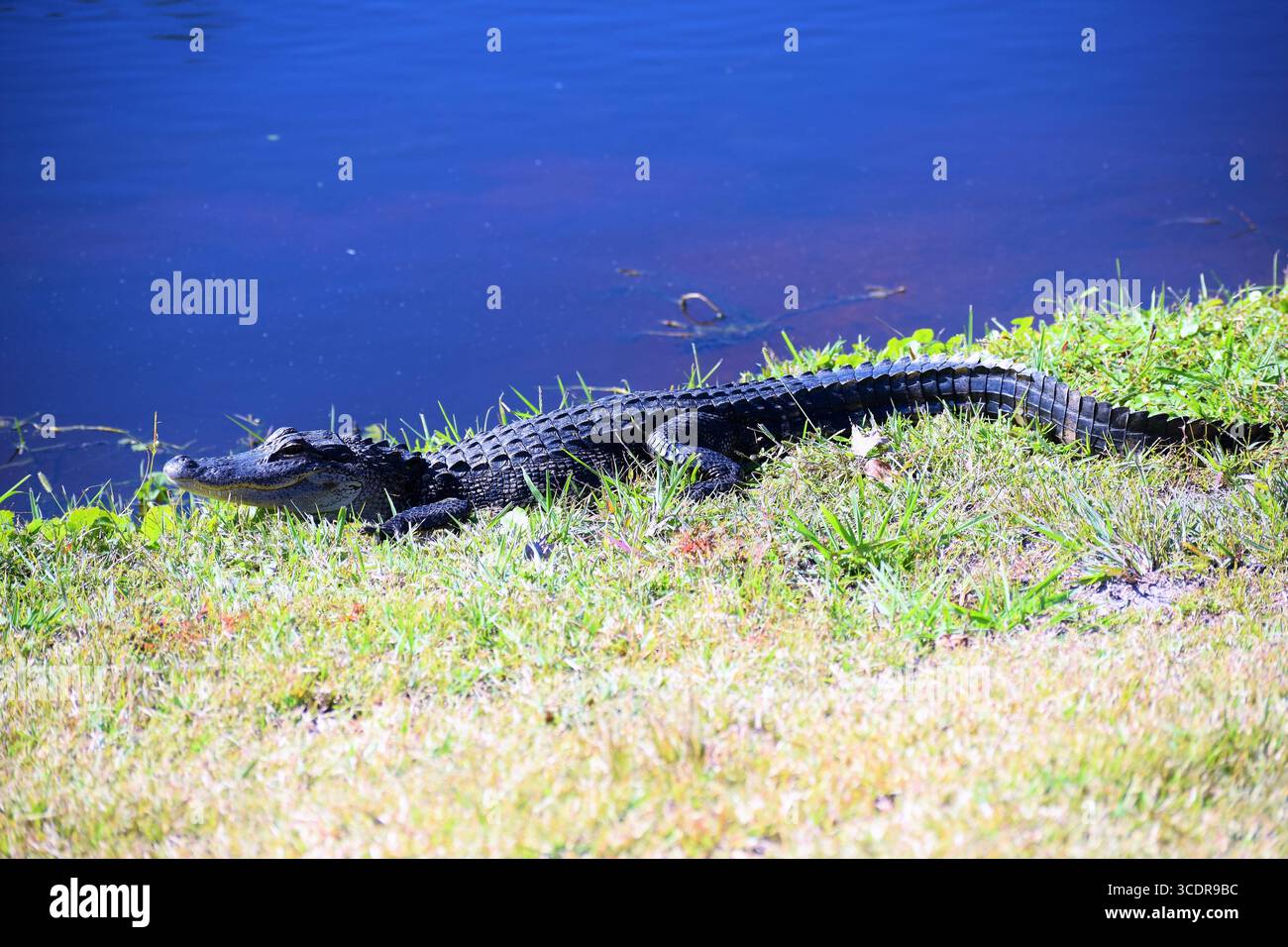 Alligator auf einem Florida Golf Course Stockfoto