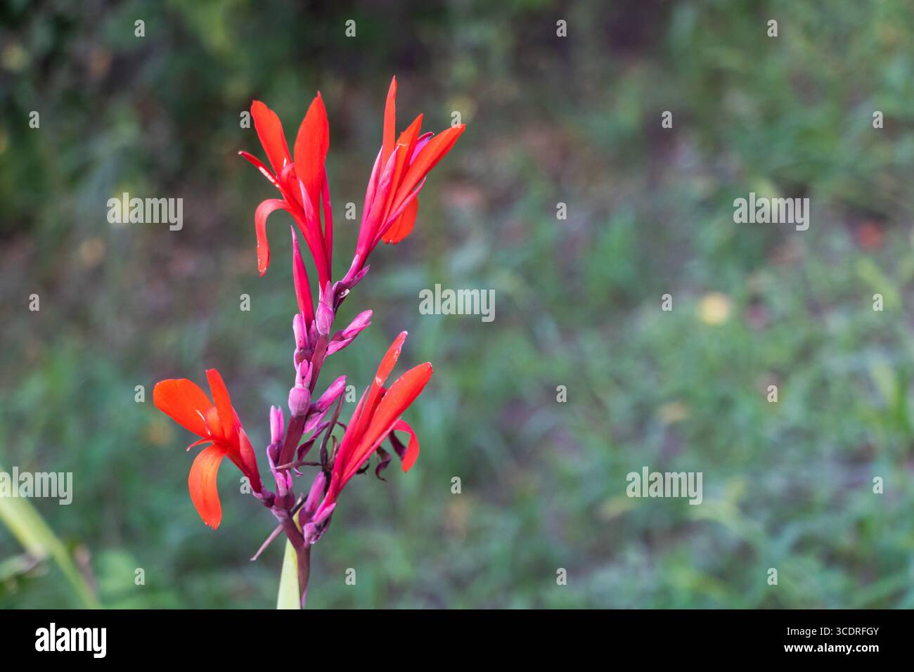 Helle rote Canna Lilie blüht im Garten mit weichem grünem Hintergrund. Stockfoto