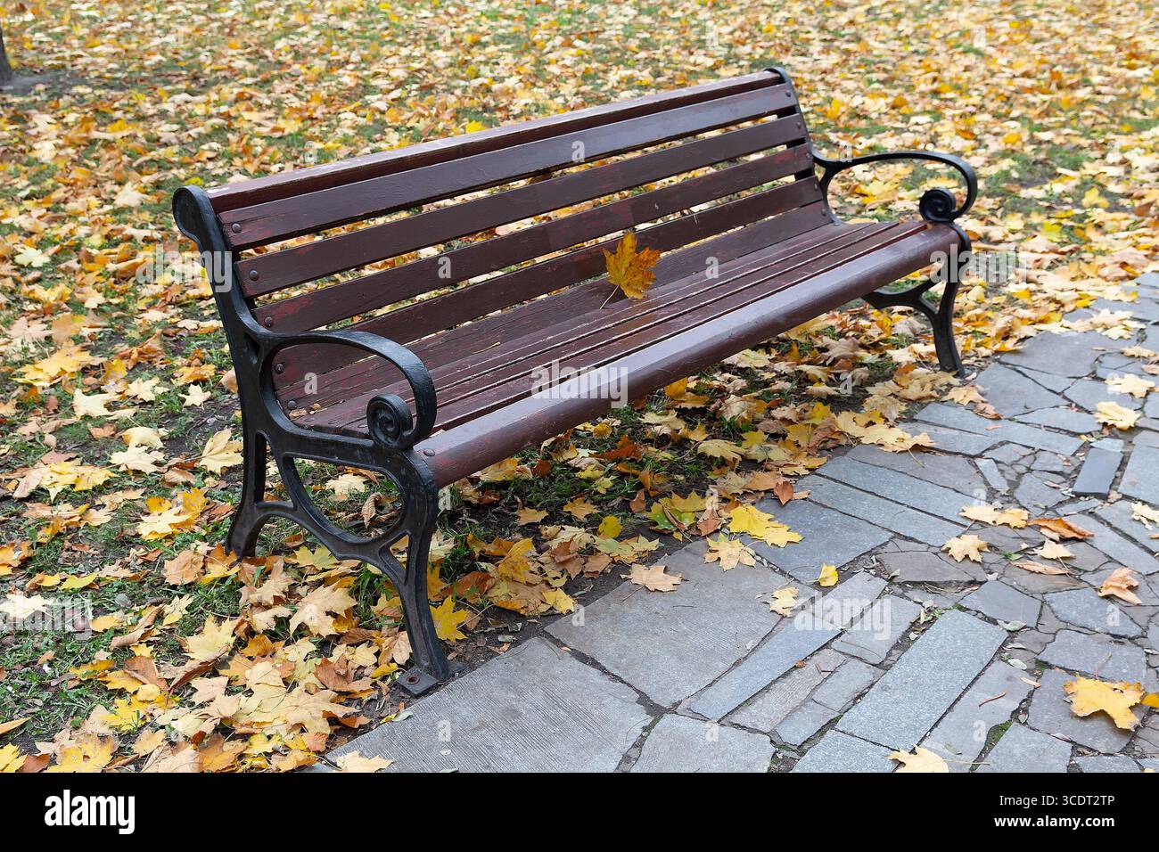 Eine Holzbank auf der Gasse im Park, mit gelben Blättern übersät. September Stockfoto