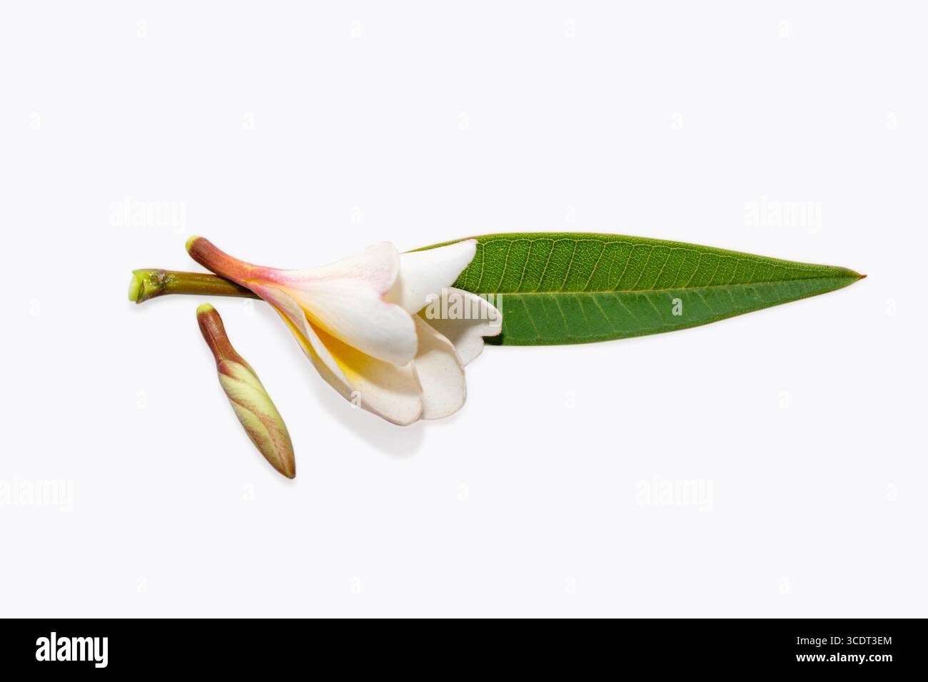 Tropische Blumen Frangipani (Plumeria) isoliert auf weißem Hintergrund Stockfoto