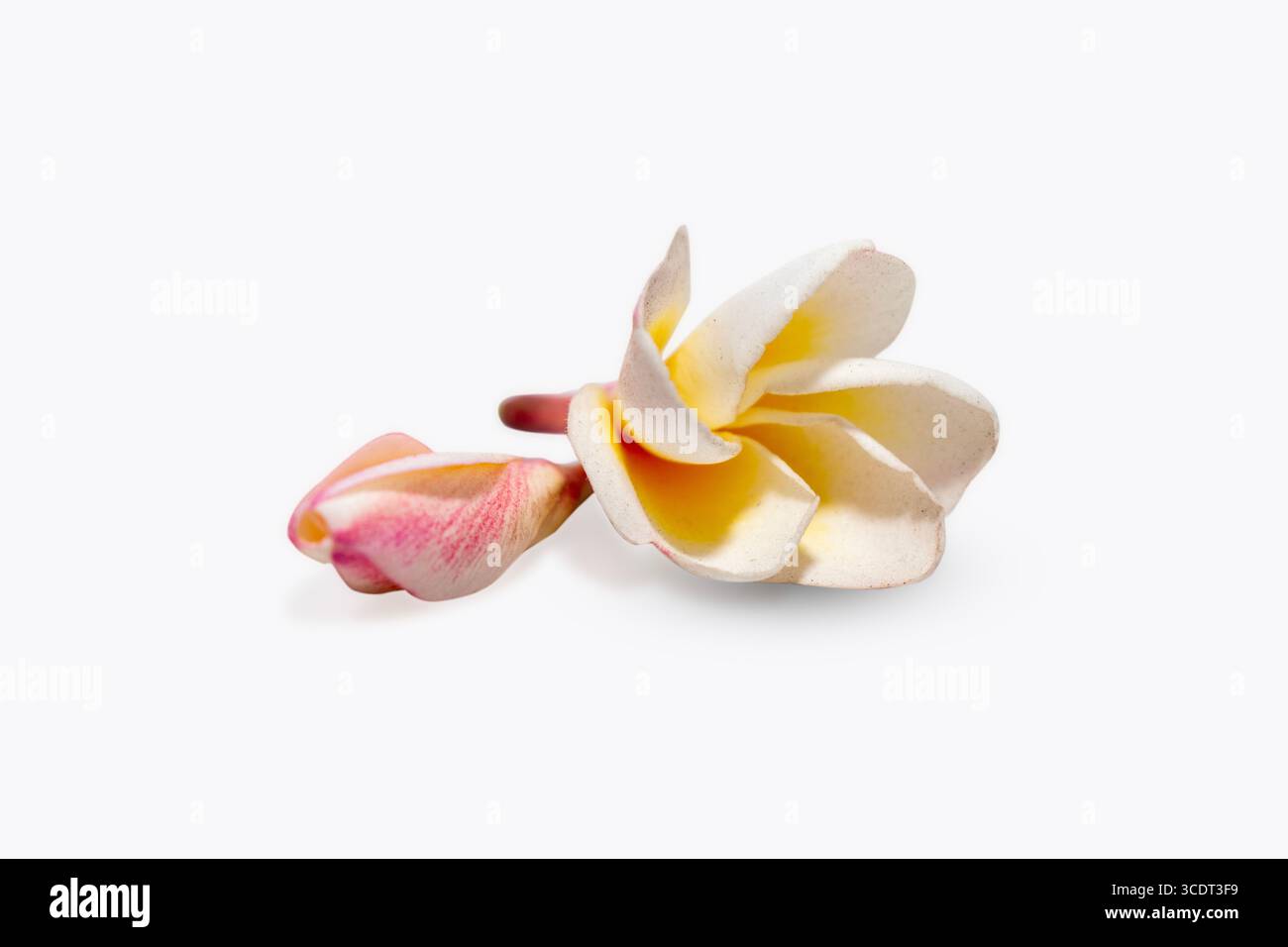 Tropische Blumen Frangipani (Plumeria) isoliert auf weißem Hintergrund Stockfoto