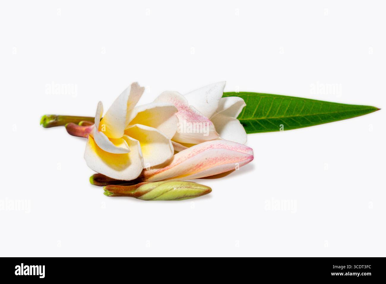 Tropische Blumen Frangipani (Plumeria) isoliert auf weißem Hintergrund Stockfoto