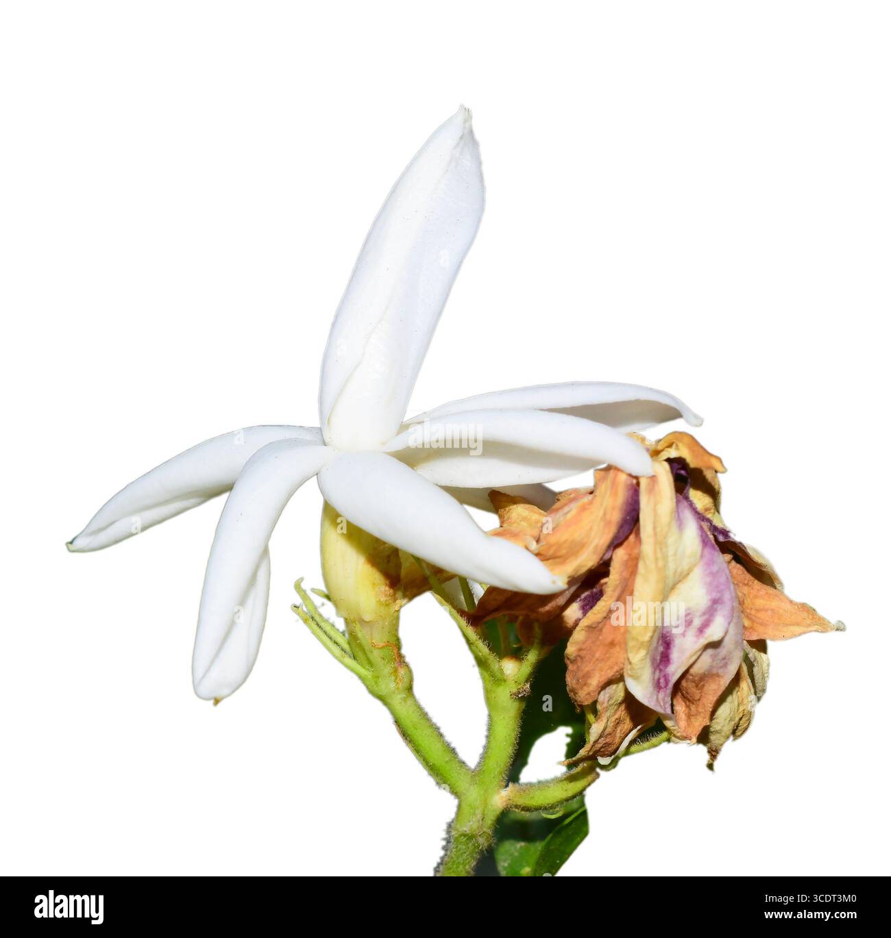 Eine wunderschöne Mogara, ( jasminum sambac) arabische Jasminblüte isoliert auf weißem Hintergrund Stockfoto