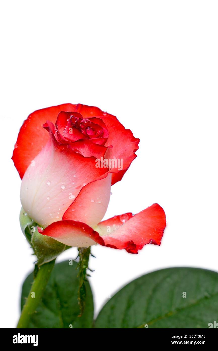 Eine schöne Rosa auf weißem Hintergrund Stockfoto