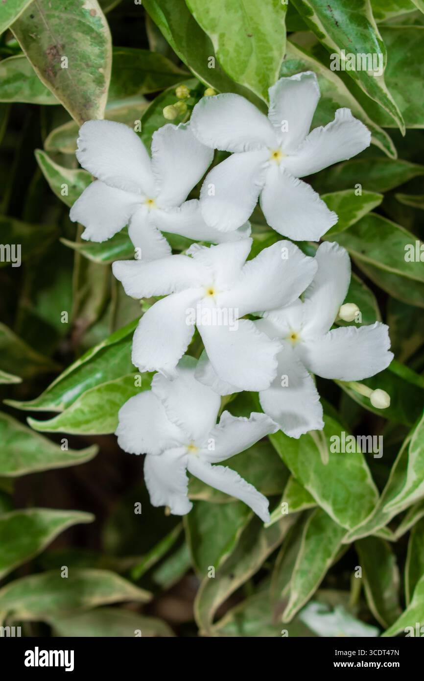 Gewöhnlicher Jasmin, gemeinhin als Nadelradblume oder Kreppjasmin bezeichnet, kleine weiße Blüten im Garten Stockfoto