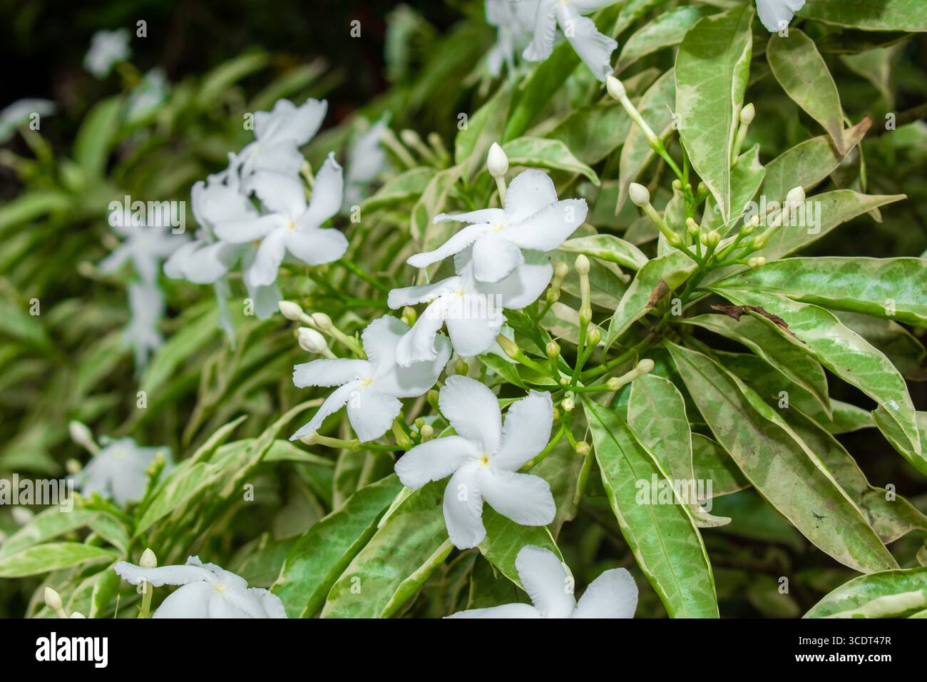 Gewöhnlicher Jasmin, gemeinhin als Nadelradblume oder Kreppjasmin bezeichnet, kleine weiße Blüten im Garten Stockfoto