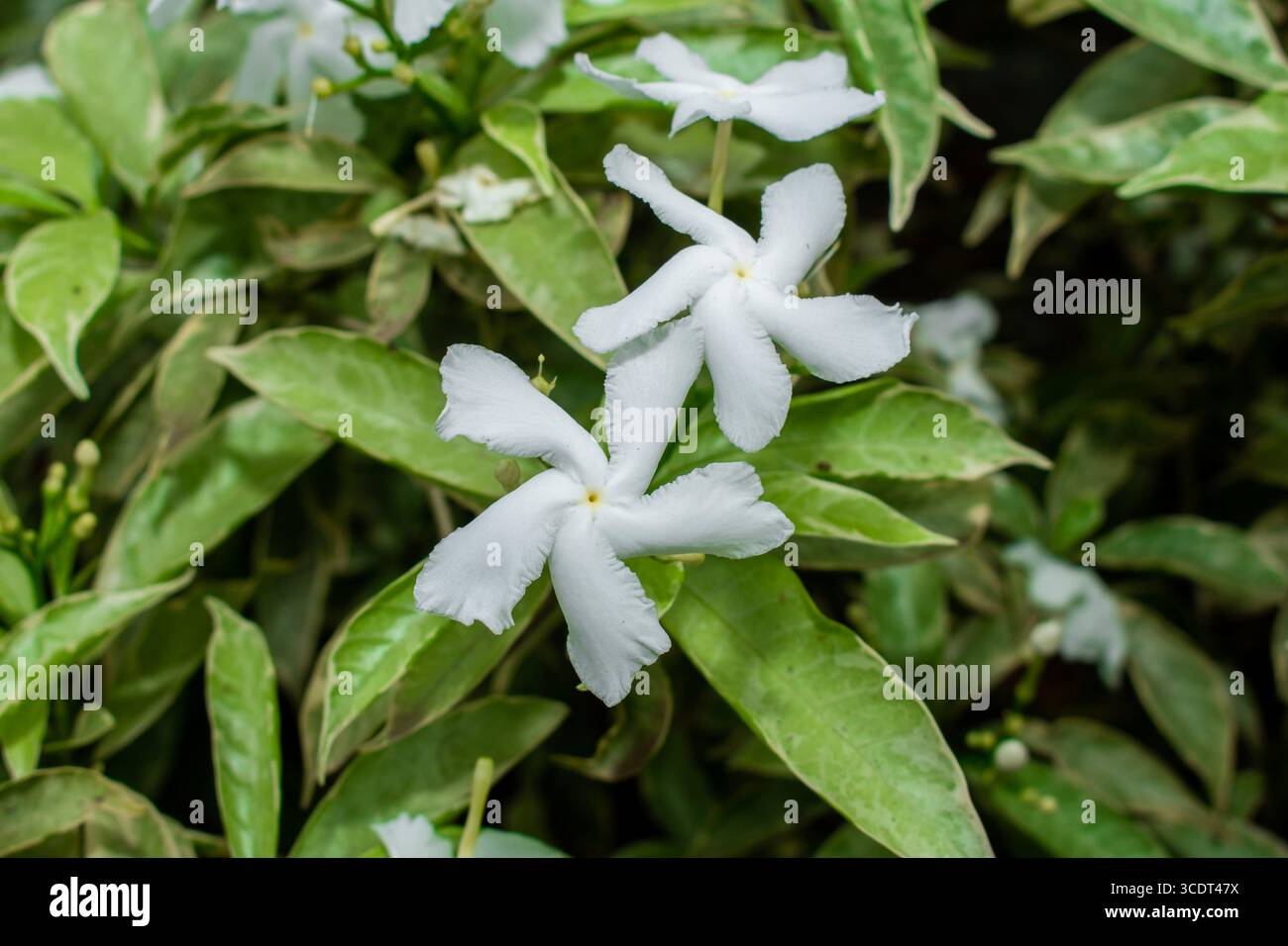 Gewöhnlicher Jasmin, gemeinhin als Nadelradblume oder Kreppjasmin bezeichnet, kleine weiße Blüten im Garten Stockfoto