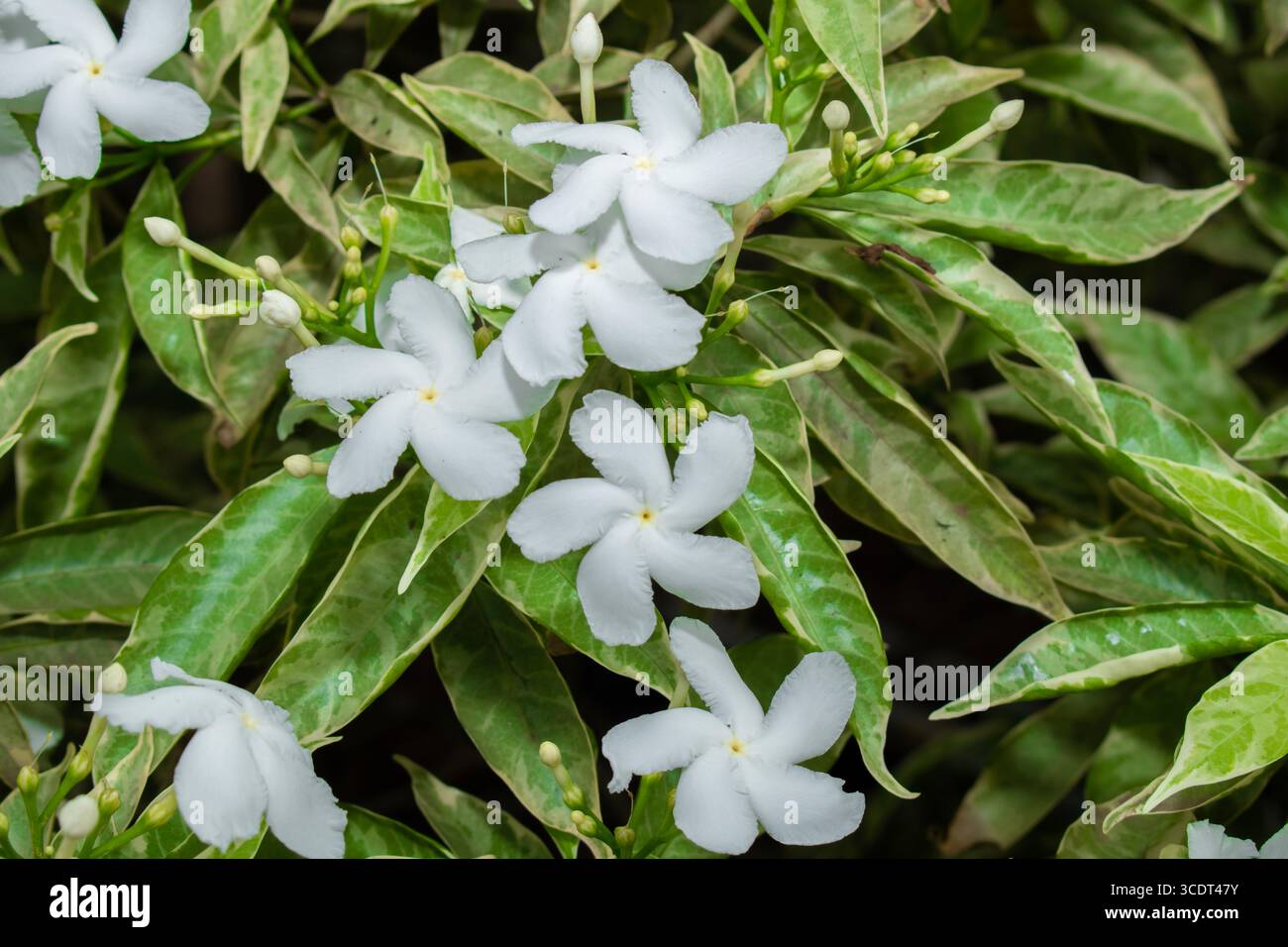 Gewöhnlicher Jasmin, gemeinhin als Nadelradblume oder Kreppjasmin bezeichnet, kleine weiße Blüten im Garten Stockfoto