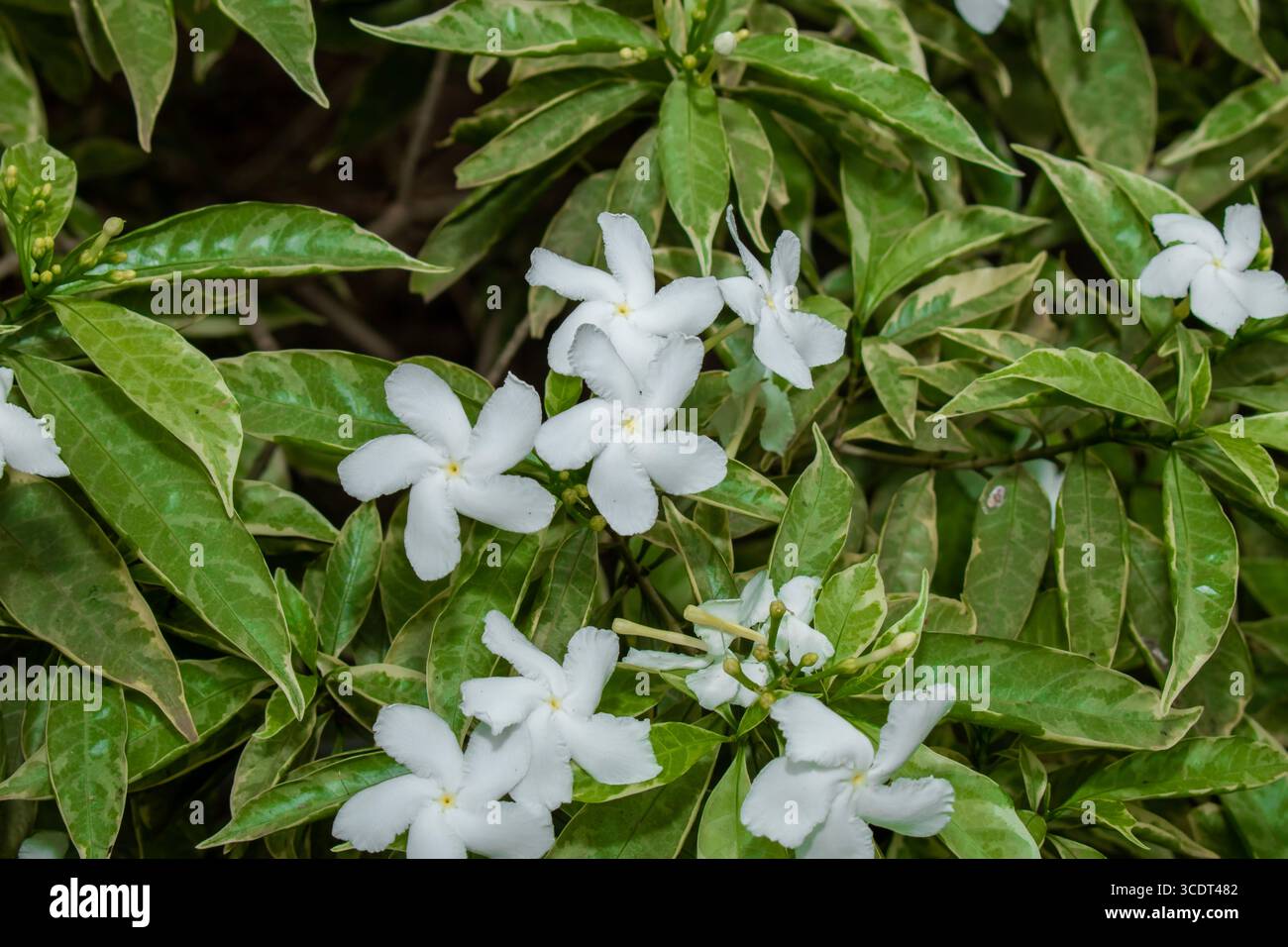 Gewöhnlicher Jasmin, gemeinhin als Nadelradblume oder Kreppjasmin bezeichnet, kleine weiße Blüten im Garten Stockfoto