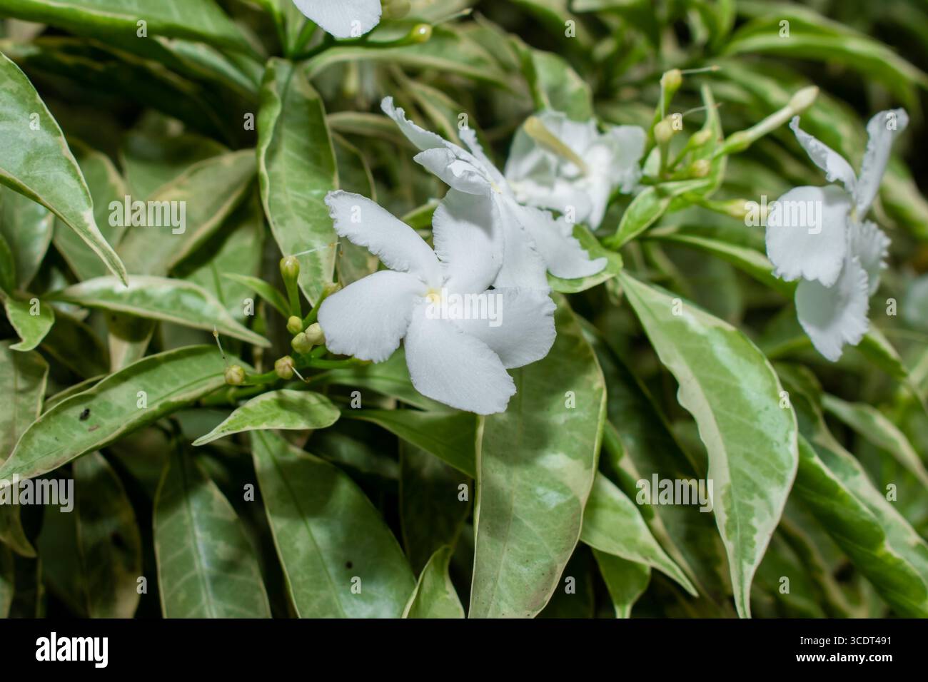 Gewöhnlicher Jasmin, gemeinhin als Nadelradblume oder Kreppjasmin bezeichnet, kleine weiße Blüten im Garten Stockfoto