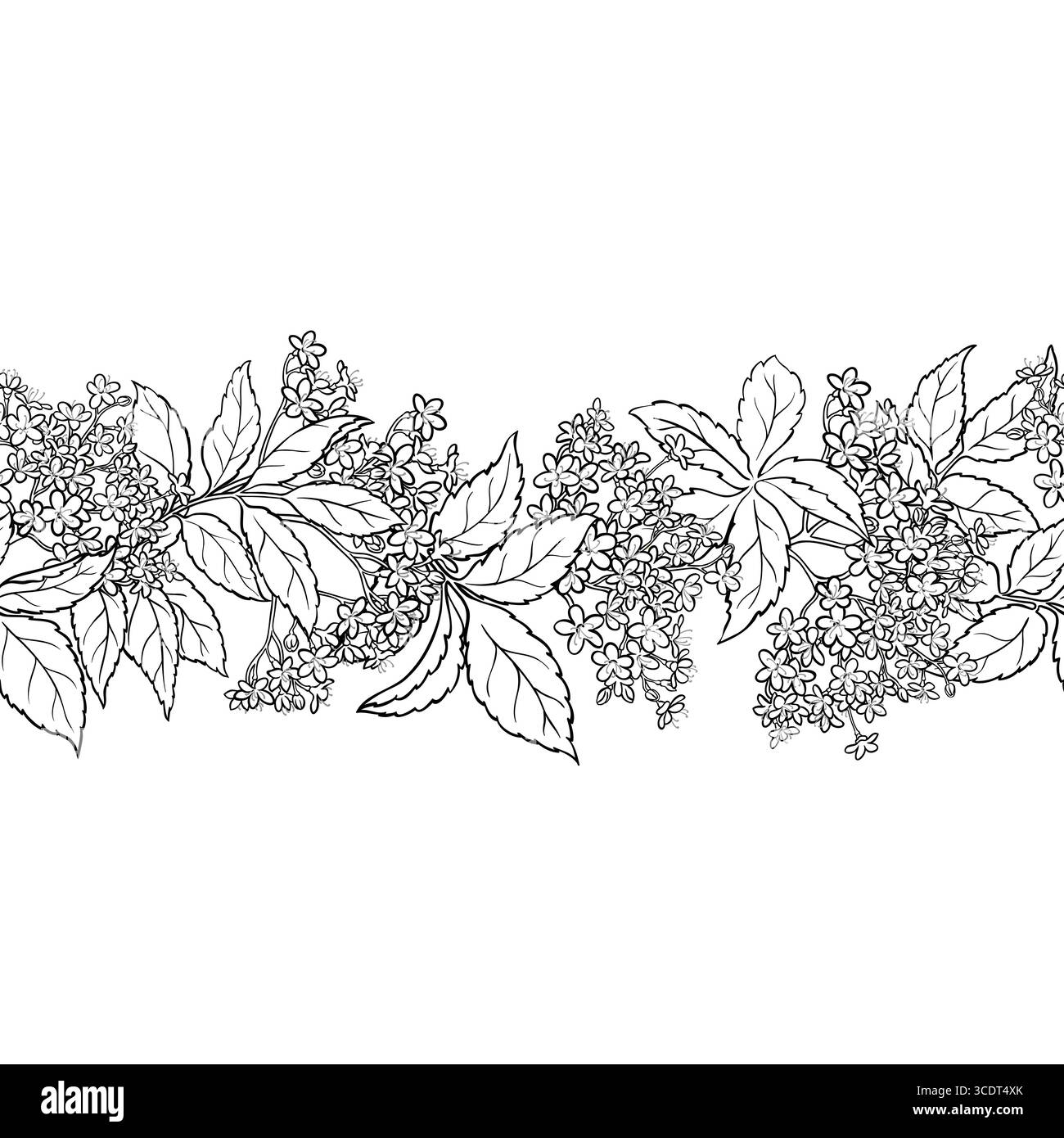 Holunderblüten Kontur Horizontales Nahtloses Muster. Stock Vektor