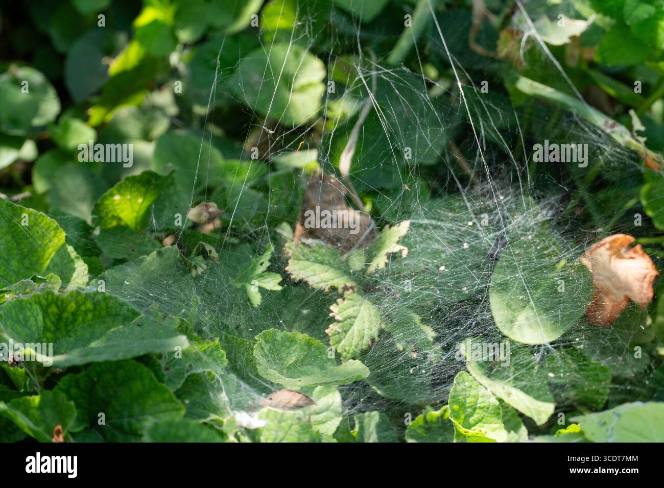 Nahaufnahme eines zarten Spinnennetzes, das sich über grüne Blätter erstreckt und im Sonnenlicht glitzert, ideal für Natur-, Makro- und Insektenthemen Stockfoto