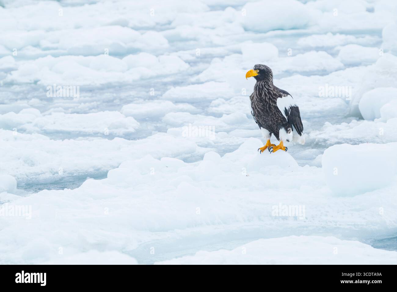 Ein steller's Seeadler auf dem Treibeis, Ochotsk-Meer, Hokkaido, Japan Stockfoto