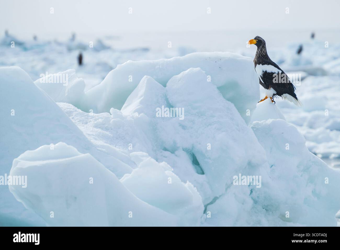 Ein steller's Seeadler auf dem Treibeis, Ochotsk-Meer, Hokkaido, Japan Stockfoto