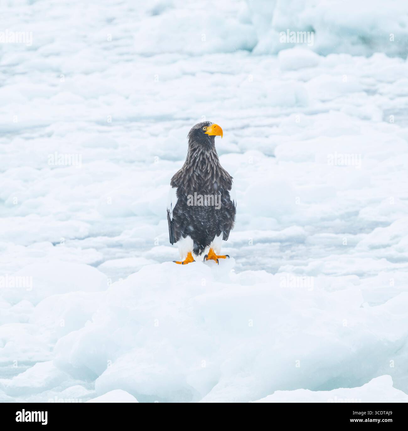 Ein steller's Seeadler auf dem Treibeis, Ochotsk-Meer, Hokkaido, Japan Stockfoto
