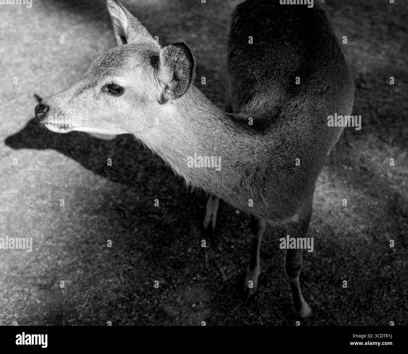 Schwarz-weißes quadratisches Porträt eines Sikahirschs in Nara, Japan, aufgenommen in seitlichem Licht mit Textur und tiefen Schatten, die einen klassischen Vintage-Filmstil evozieren Stockfoto