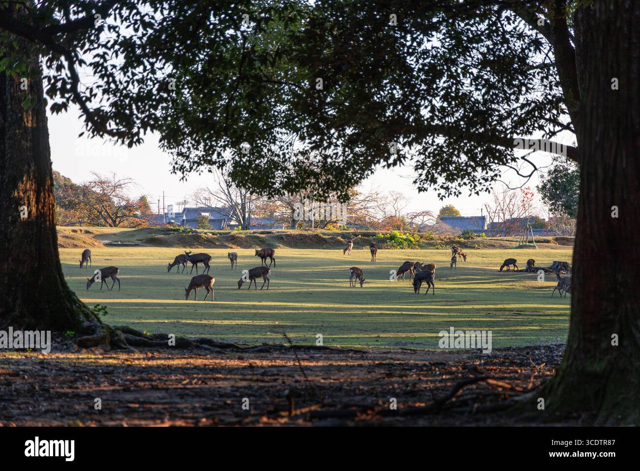 Gruppe heiliger sika-Hirsche, die während des Sonnenuntergangs ruhig auf der Wiese des Nara Park weiden, eingerahmt von Baumstämmen Stockfoto