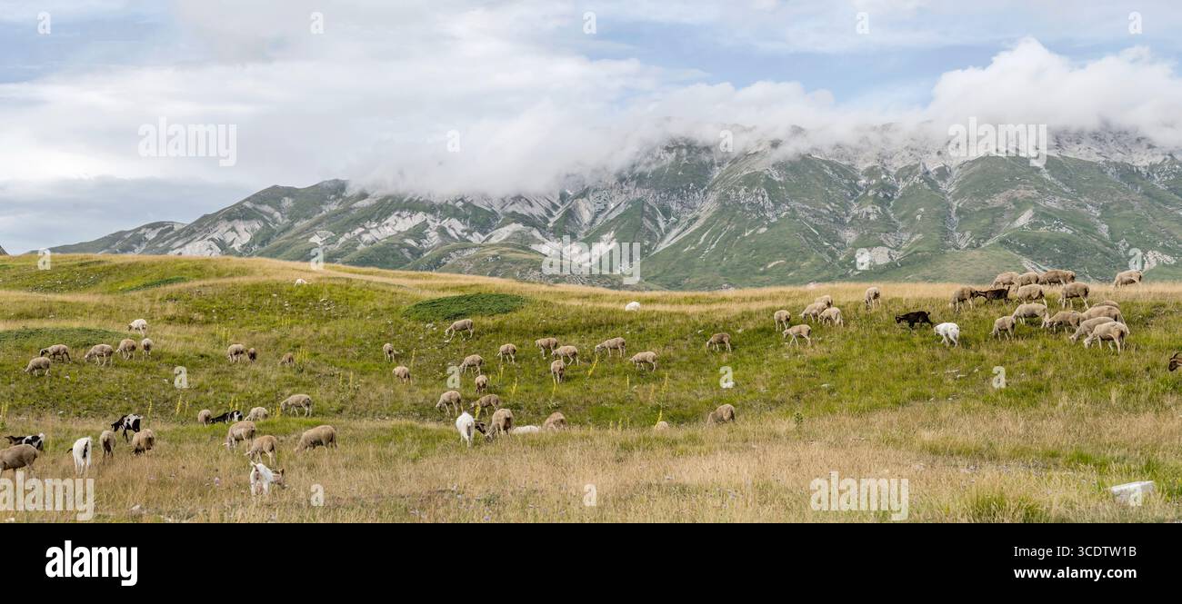 Landschaft mit Schafherden auf dem Campo Imperatore-Hochland und Meeresbrise-Wolken, die die Laga Mountains im Hintergrund umhüllen, aufgenommen in hellen Sommer-Li Stockfoto