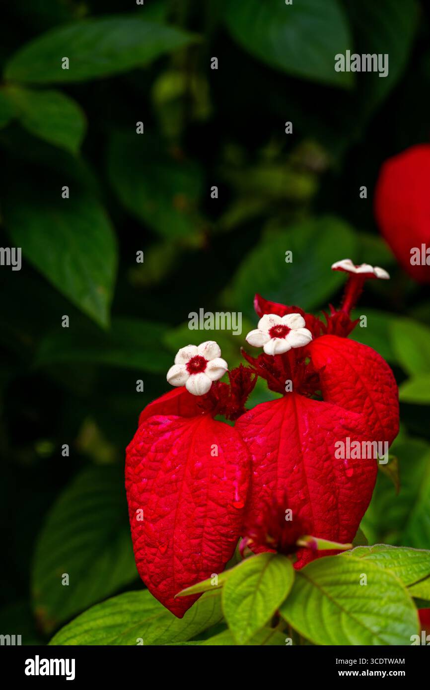 Schöne blühende rote Mussaenda. (Mussaenda philippica oder Mussaenda erythrophylla) Blumen im Garten mit grünen Blättern Hintergrund. Dies ist häufig der Fall Stockfoto