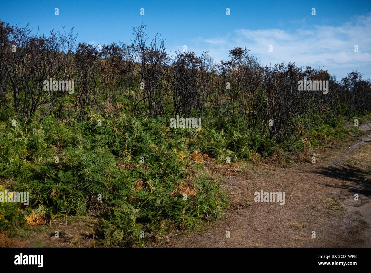 Ginstersträucher, geschwärzt und verbrannt auf der Heide im New Forest Stockfoto