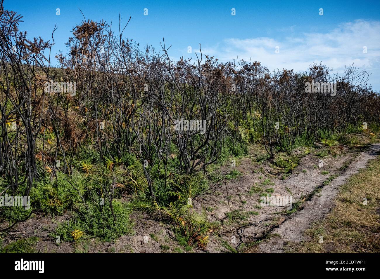 Ginstersträucher, geschwärzt und verbrannt auf der Heide im New Forest Stockfoto