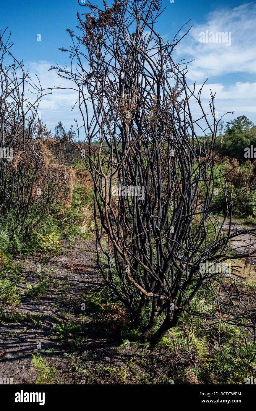 Ginstersträucher, geschwärzt und verbrannt auf der Heide im New Forest Stockfoto