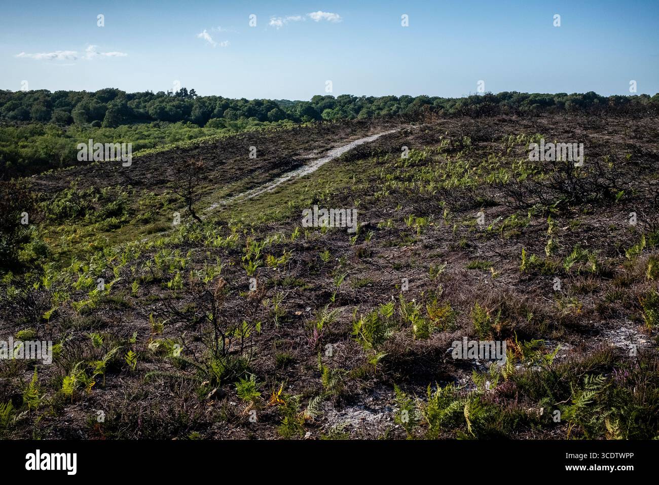 Ginstersträucher, geschwärzt und verbrannt auf der Heide im New Forest Stockfoto